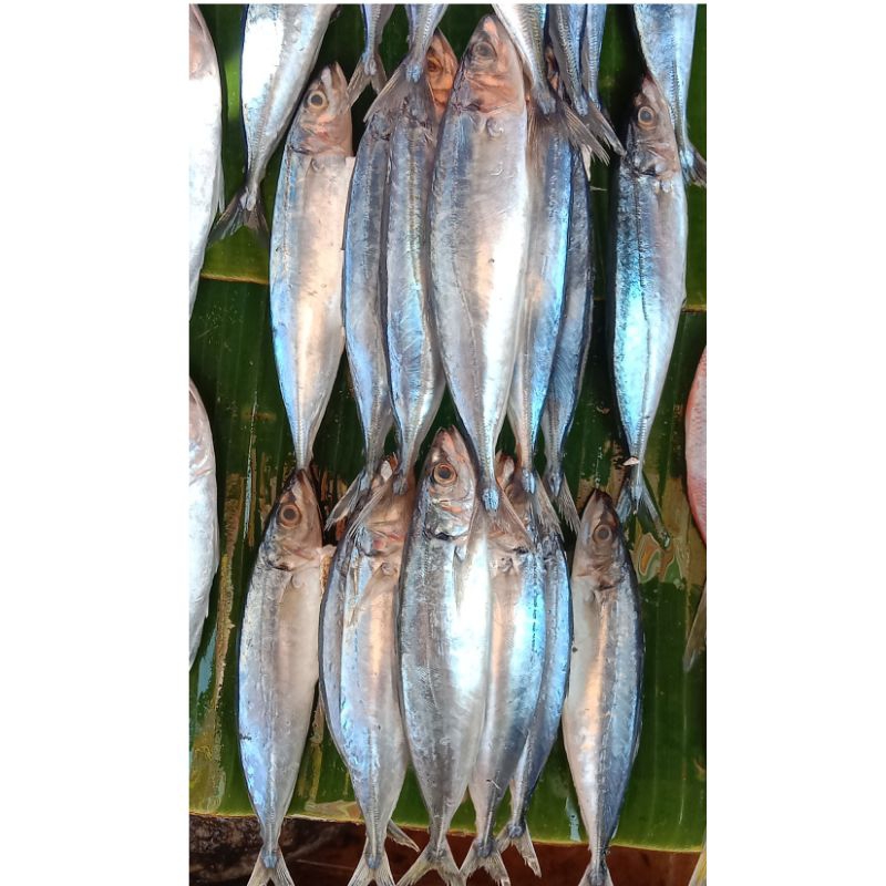 

Ikan Sarden Segar Makassar 25.000-Isi 4-5Pcs