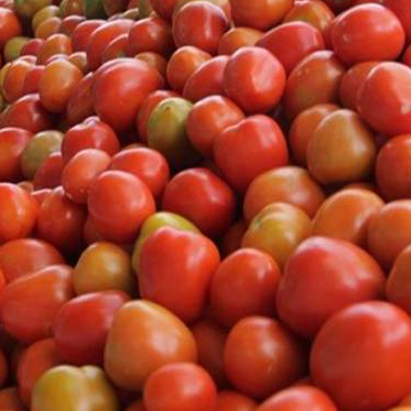 

Tomat Sayur tomat merah fresh