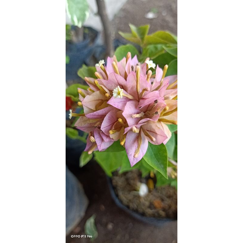 Bougenville Singapore Peach