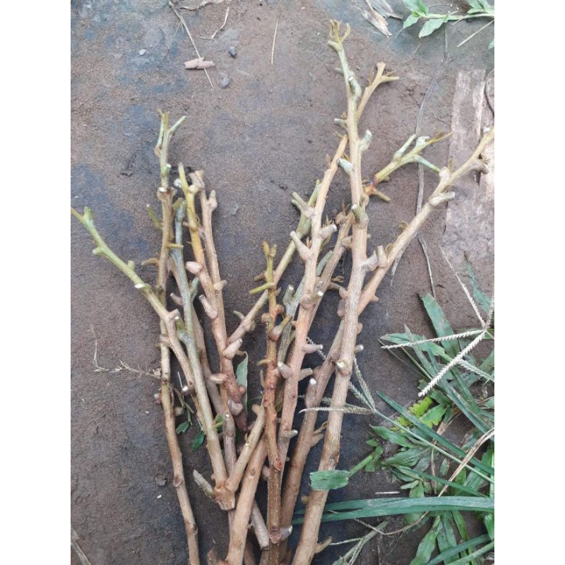 Entres/Cutting Kelengkeng PuangPhet