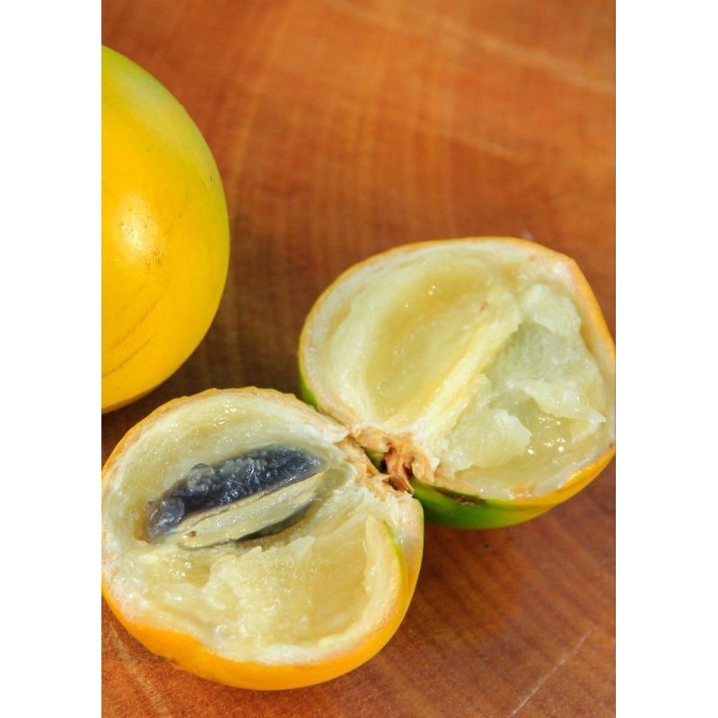 BIBIT Sawo Abiu/jumbo