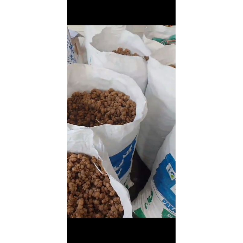 kencur segar 1 kg