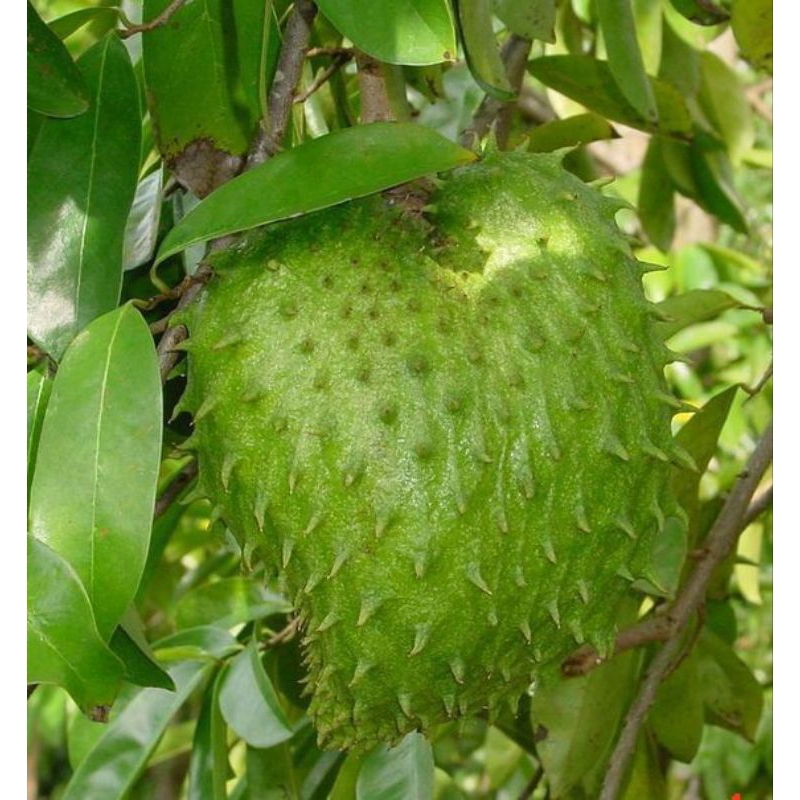 

Buah Sirsak Segar Per 1KG