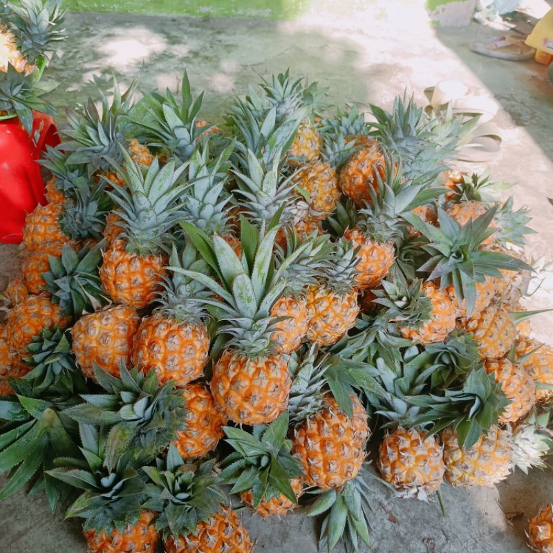

NANAS MADU PEMALANG