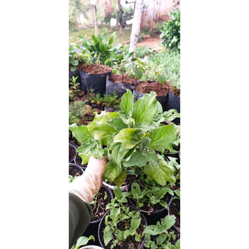 Tanaman Crystal ice lettuce (hidup)