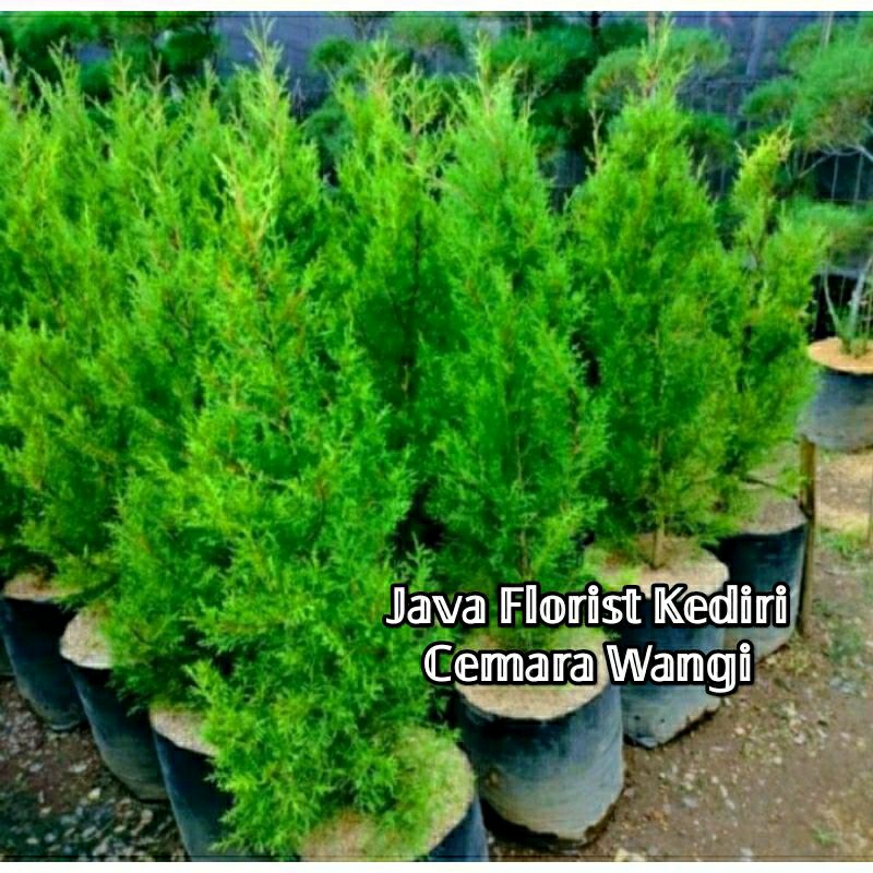 tanakan hias cemara rentes (cemara wangi besar berkualitas)