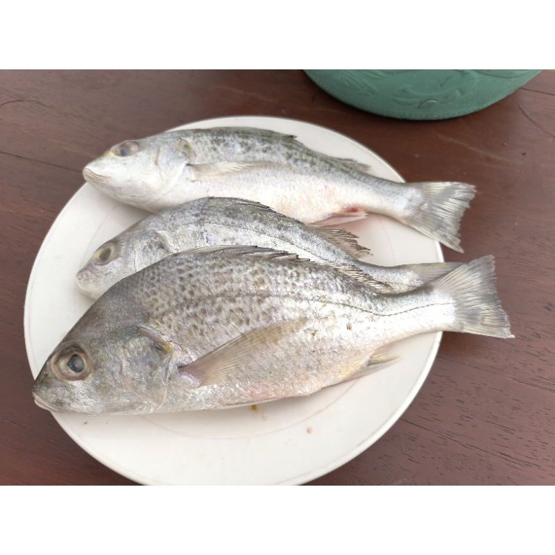 

IKAN PEKCO / KAKAP SIRIH / KAKAP PUTIH