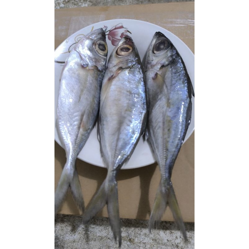

IKAN MATA BESAR / IKAN GEMBUNG KATOMBO SEGAR