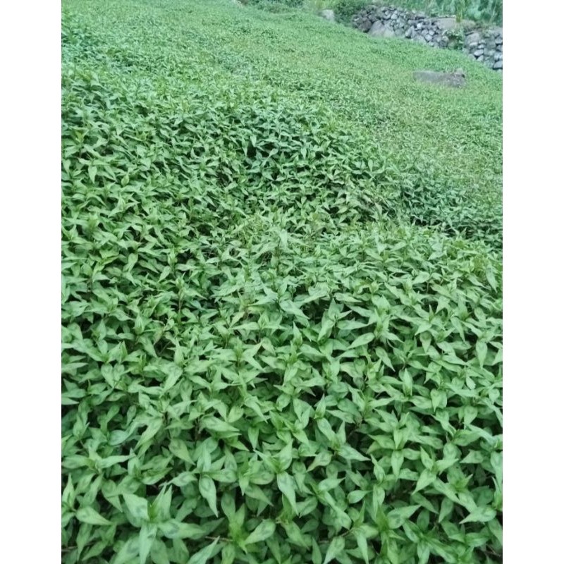 

daun kesum | laksa leaf | daun laksa |1kg