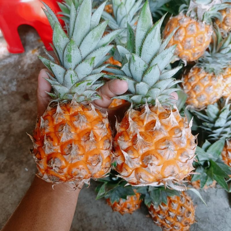 

Nanas Madu Pemalang