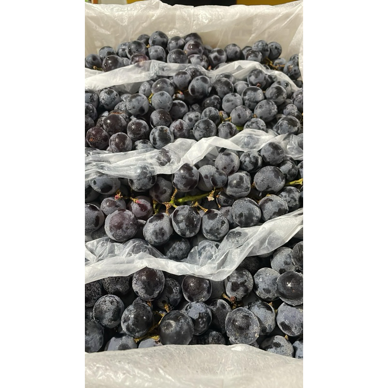 

ANGGUR AUTUMN ROYAL CURAH