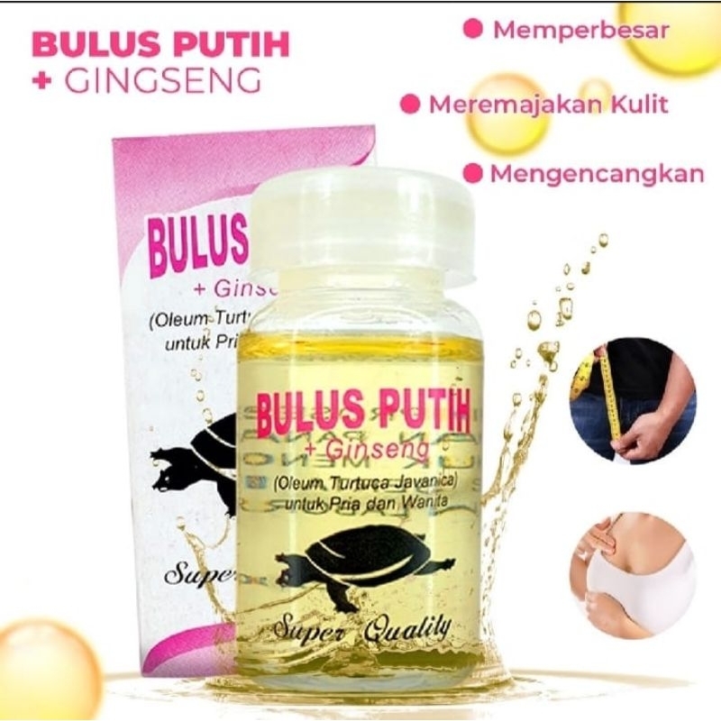 Minyak Bulus Putih Asli dan Murah