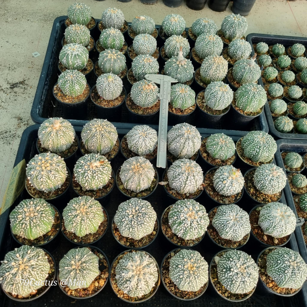 Kaktus Astrophytum Super Kabuto Size Besar Corak Bagus Tanaman Hias Plant Real Pict