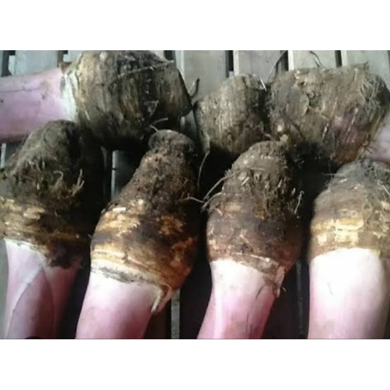 Bibit umbi talas hitam super 500 gram-az