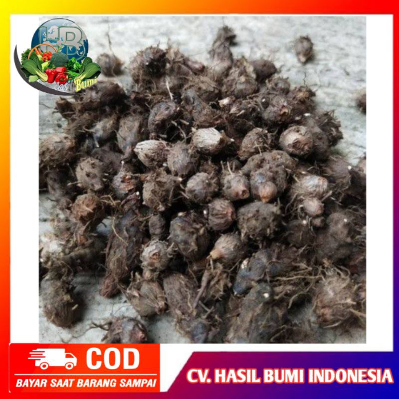 

Umbi rumput teki segar 100gram fresh
