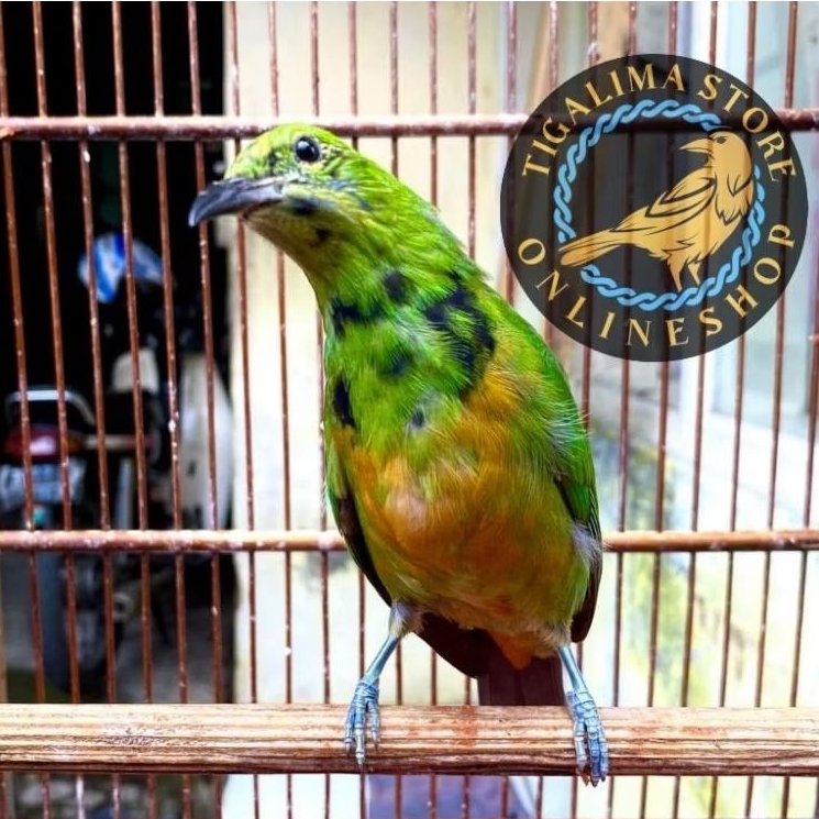 CUCAK CUNGKOK TROTOL JANTAN BUNYI