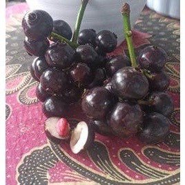 

Buah Gowok Segar Matang Buah Kupa Fresh 1kg