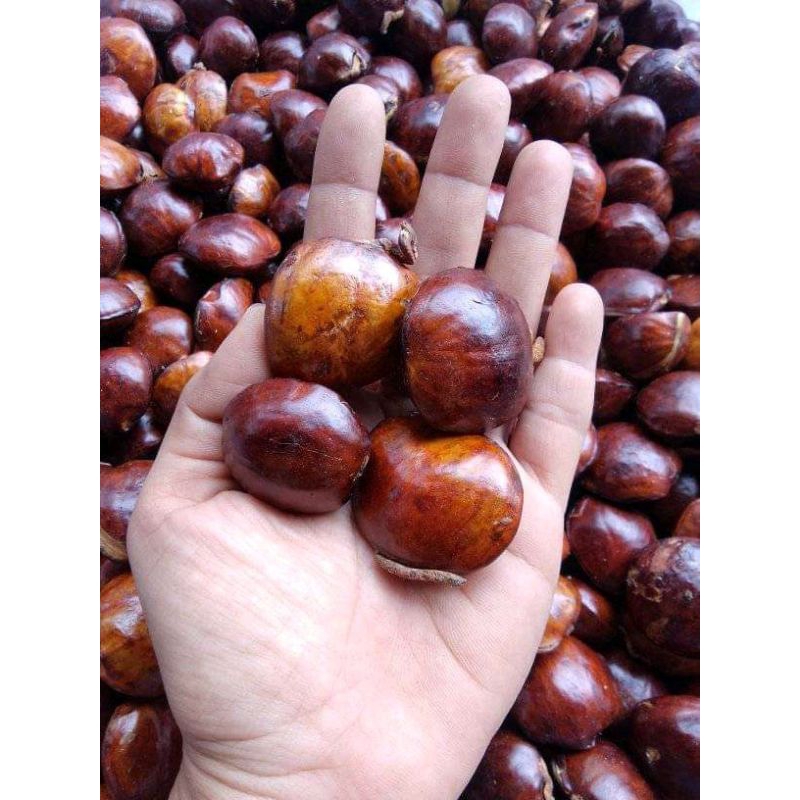 

Jengkol Sumatra Tua