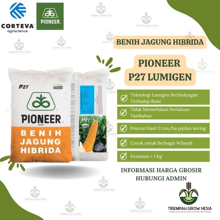 BIBIT JAGUNG PIONEER P27 LUMIGEN BENIH JAGUNG PIONER P27 LUMIGEN P-27 LUMIGEN JAGUNG HIBRIDA GROSIR