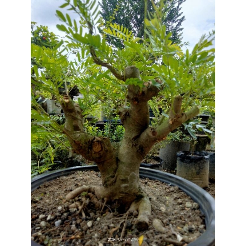 Bahan Bonsai Kaliandra Surinamensis