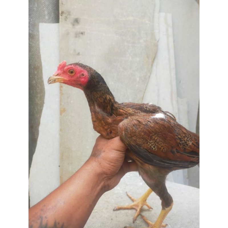 

Telur vertil ayam mangon