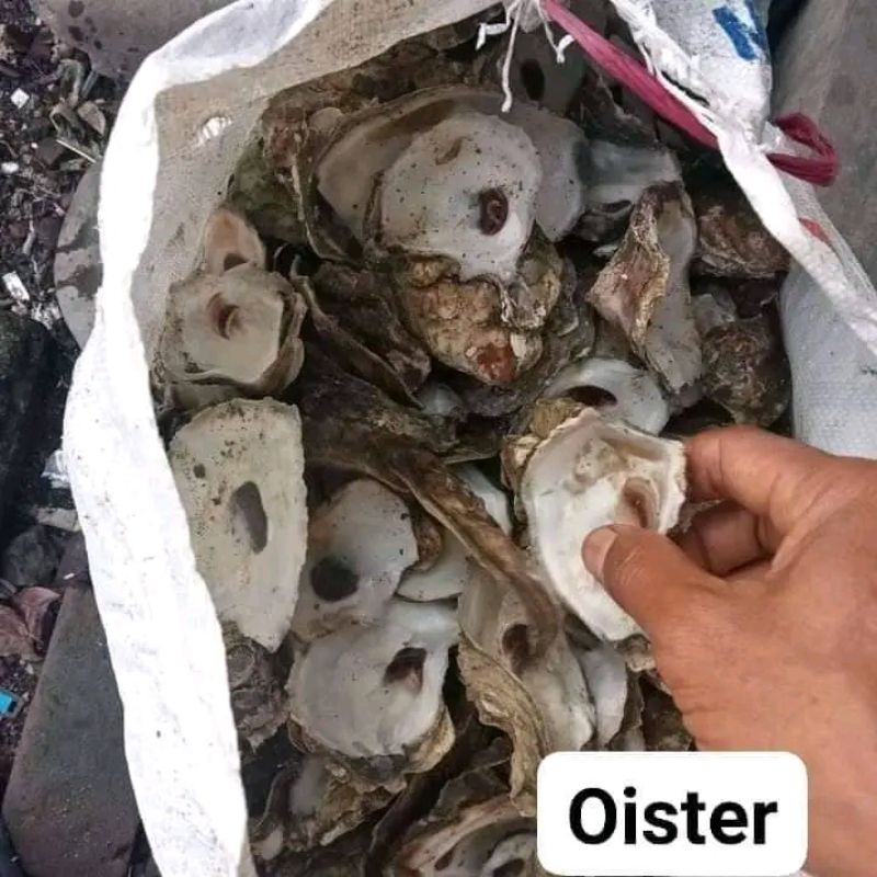 Oyster filter kolam atau kulit kerang