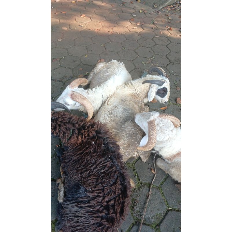 

KAMBING QURBAN DAN AQIQAH