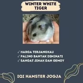 Hamster Winter White Tiger, Blue Argente KHUSUS INSTANT JOGJA