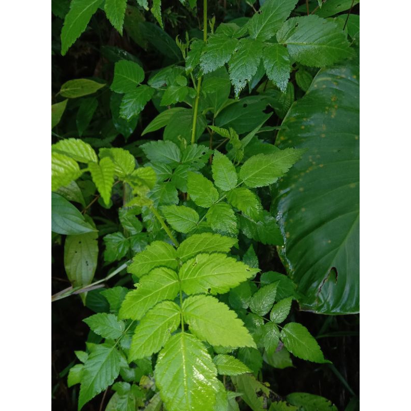 

Jual daun raspbery merah segar per 100 gram