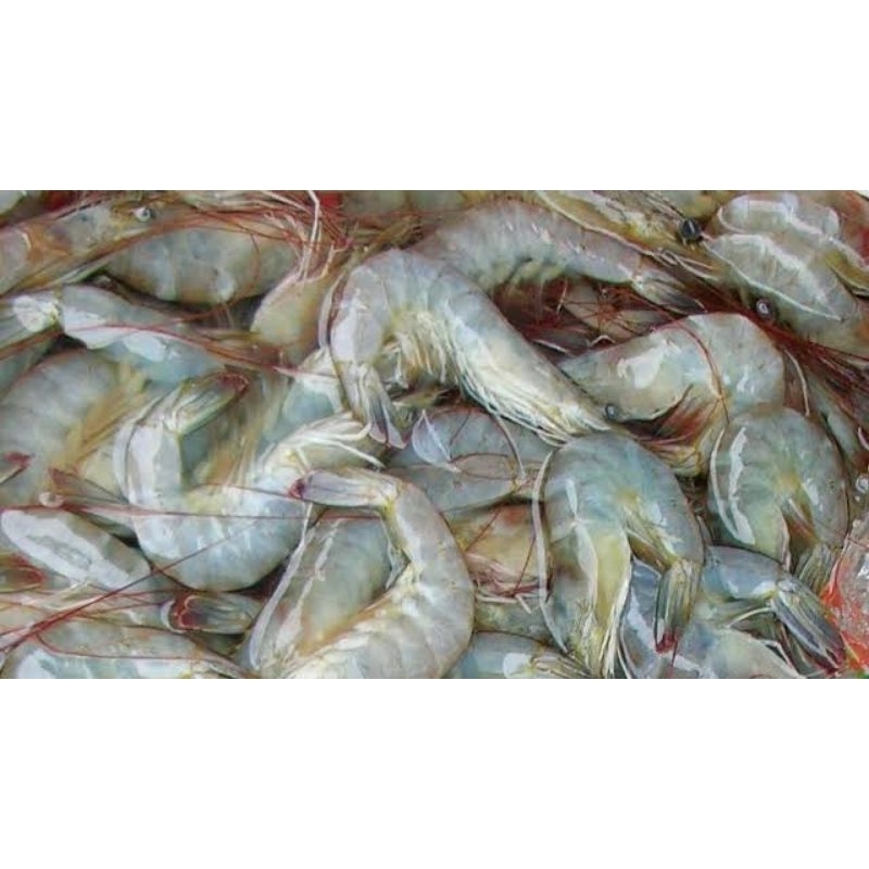 

udang vename 500 gr seafood fresh