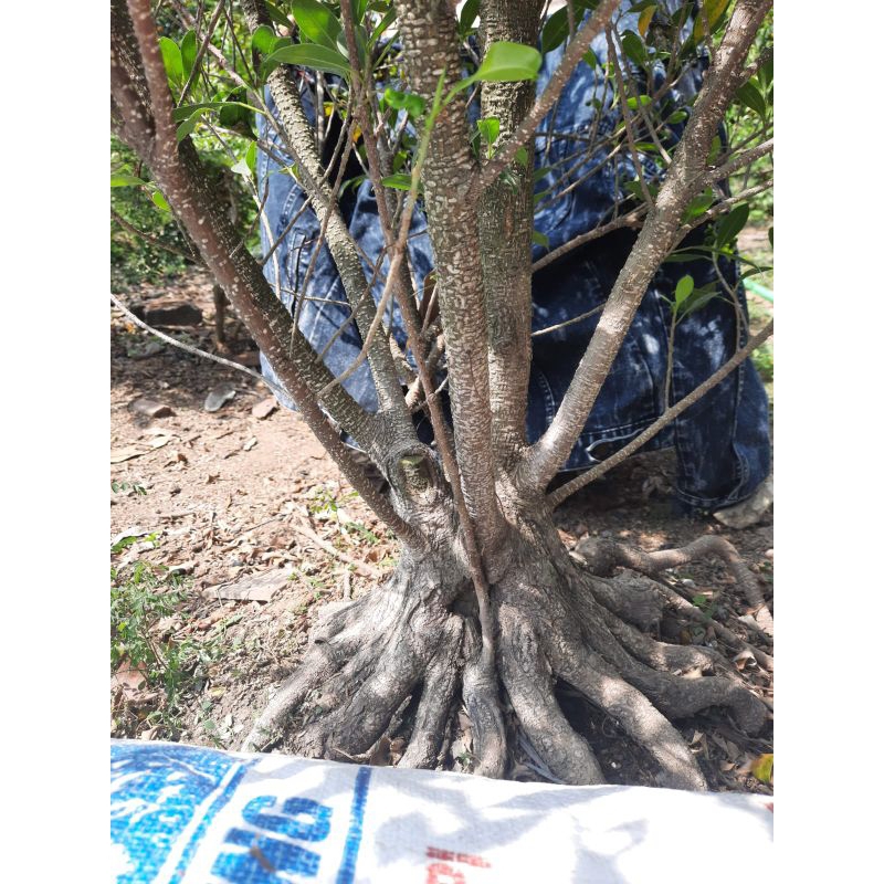 bahan bonsai kimeng bogel jumbo sesuai di foto