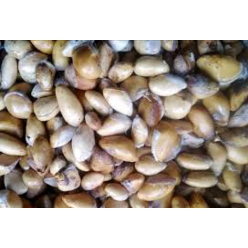 

biji durian lokal Pekalongan fresh 1kg