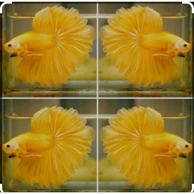 halfmon rostail yellow