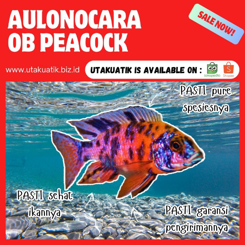 Aulonocara OB Peacock Red UTAKUATIK