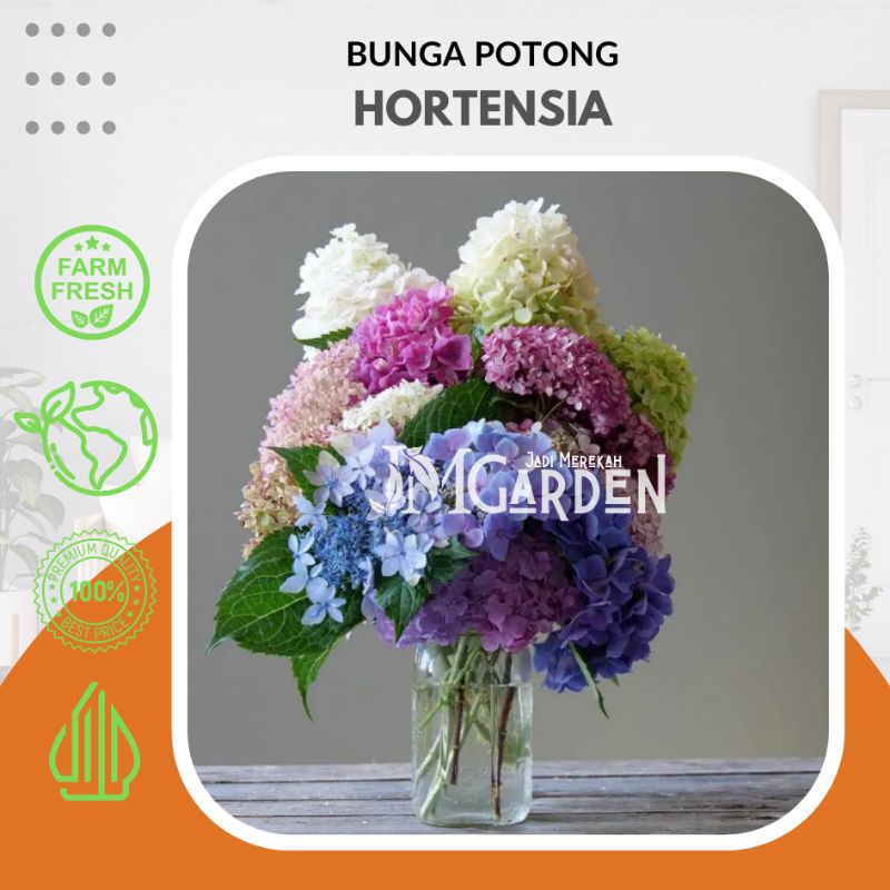 [Jm_Garden] Bunga Potong - Hortensia Holland Pertangkai