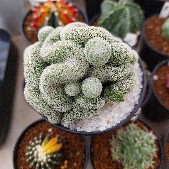 Kaktus Mamillaria perbella cristata ownroot size pot 8cm