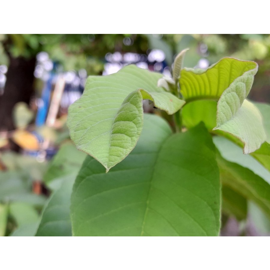 

1 Lembar Daun Jambu biji Fresh Organik - Hasil Petik Langsung dari Pohon