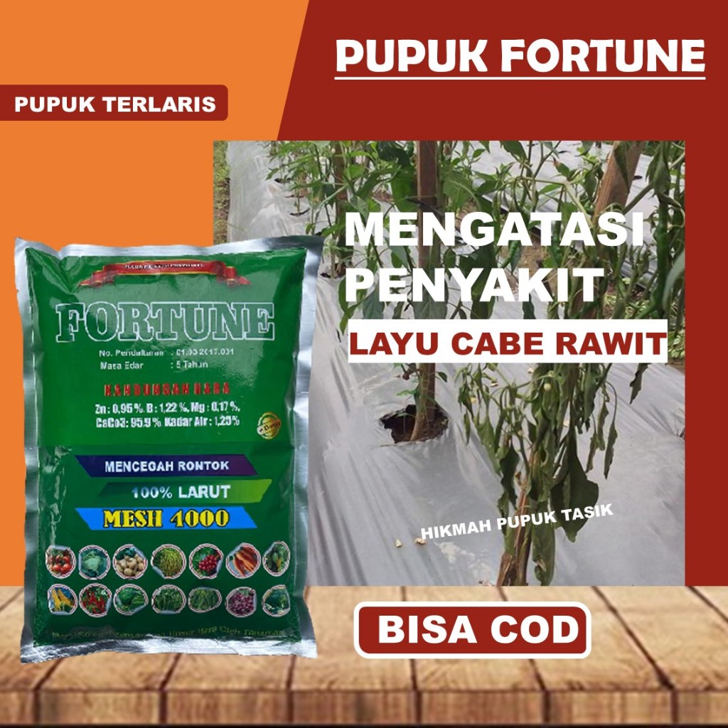 Pupuk FORTUNE Atasi Penyakit Tanaman Busuk, Layu Buah Cabe, Cabe Rawit, Cabe Domba, dan jenis Cabe L