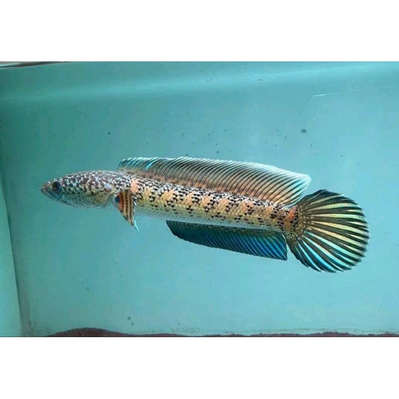 Channa Auranti machulata 1 Pair Grade A+ Peranakan Konten