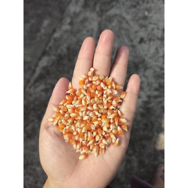 

Jagung Kristal medium