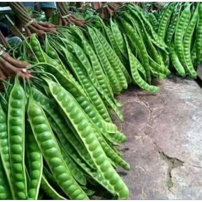 

Pete Tua 1 Papan Petai Segar