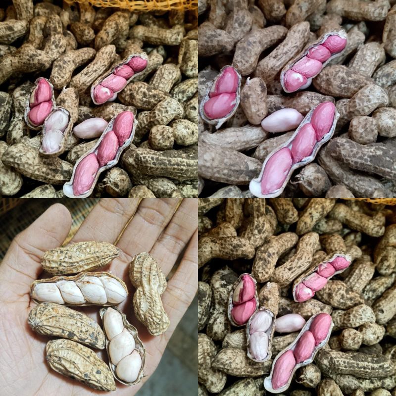 

kacang tanah 500 gram