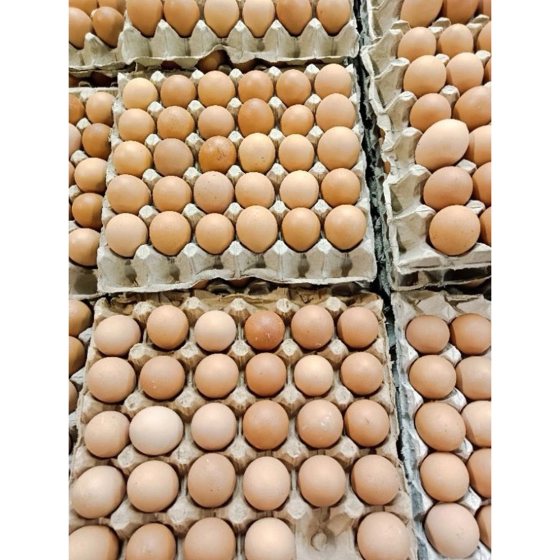 

telur ayam 1 kg