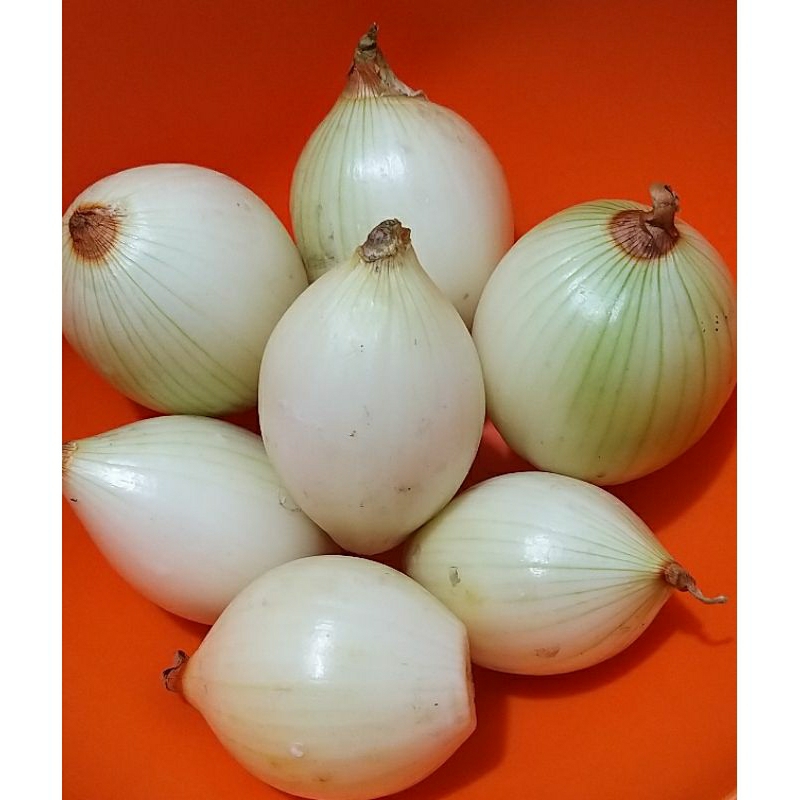 

Bawang Bombay Kupas