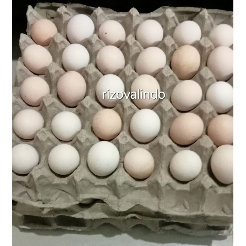 

telur ayam kampung ELBA fertil dan non fertil