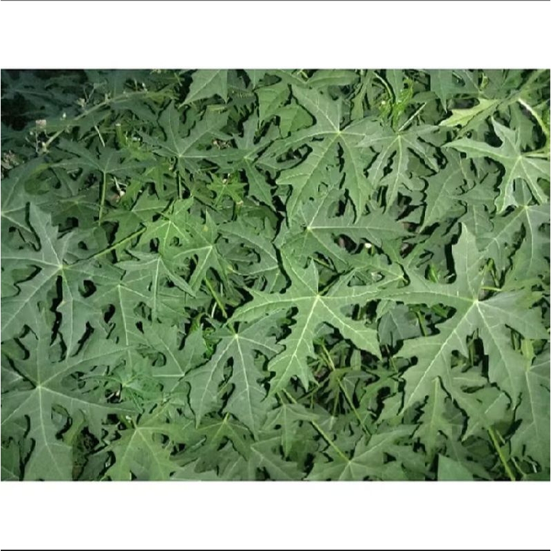 

Daun gedi segar 1kg