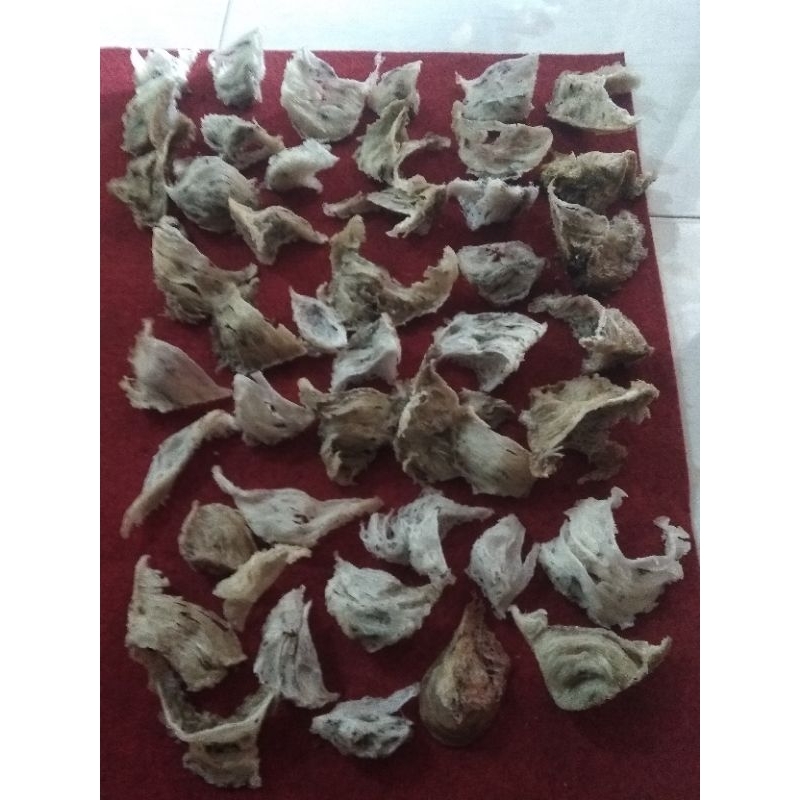 

sarang burung walet
