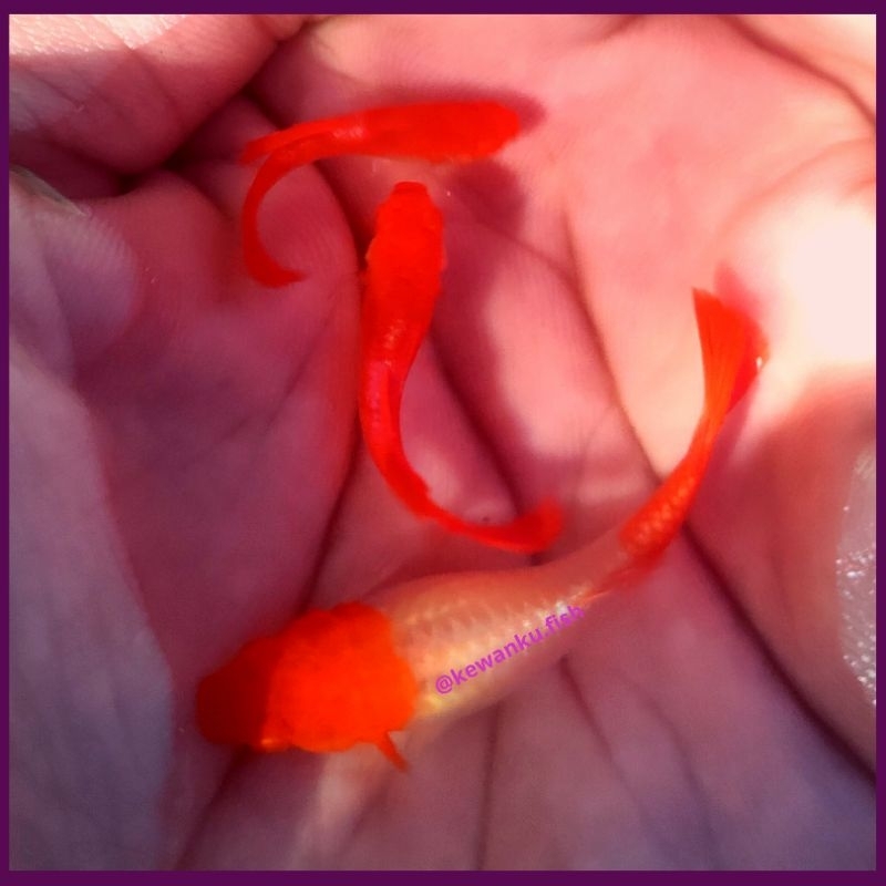 

Gambar Guppy Albino Koi Grade A Sepasang