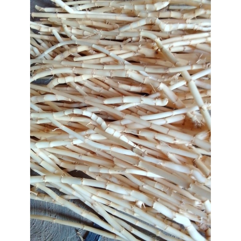 

Akar Alang-alang 1 Kg 15 Cm Herbal Alami Sudah Bersih Herbal Mengobati Ayang - Anyangan