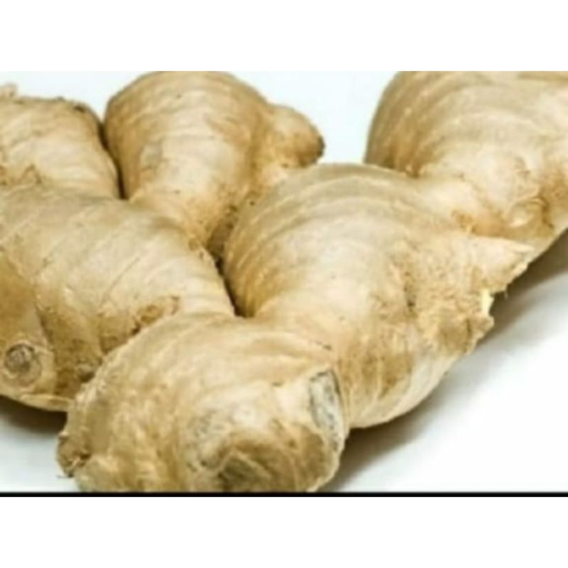 

Lempuyang (Zingiber Zerumber) Fresh & Segar 1 Kg